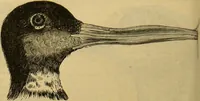 An illustration from A natural history of the animal kingdom : being a systematic and popular description of the habits, structure, and classification of animals, from the lowest to the highest forms. Arranged according to their organisation / by W. S. Dallas. (1860)