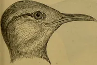 An illustration from A natural history of the animal kingdom : being a systematic and popular description of the habits, structure, and classification of animals, from the lowest to the highest forms. Arranged according to their organisation / by W. S. Dallas. (1860)