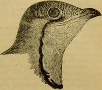 An illustration from A natural history of the animal kingdom : being a systematic and popular description of the habits, structure, and classification of animals, from the lowest to the highest forms. Arranged according to their organisation / by W. S. Dallas. (1860)
