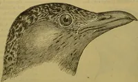 An illustration from A natural history of the animal kingdom : being a systematic and popular description of the habits, structure, and classification of animals, from the lowest to the highest forms. Arranged according to their organisation / by W. S. Dallas. (1860)