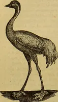 An illustration from A natural history of the animal kingdom : being a systematic and popular description of the habits, structure, and classification of animals, from the lowest to the highest forms. Arranged according to their organisation / by W. S. Dallas. (1860)
