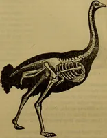 An illustration from A natural history of the animal kingdom : being a systematic and popular description of the habits, structure, and classification of animals, from the lowest to the highest forms. Arranged according to their organisation / by W. S. Dallas. (1860)