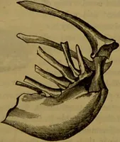 An illustration from A natural history of the animal kingdom : being a systematic and popular description of the habits, structure, and classification of animals, from the lowest to the highest forms. Arranged according to their organisation / by W. S. Dallas. (1860)