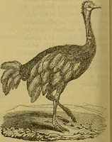 An illustration from A natural history of the animal kingdom : being a systematic and popular description of the habits, structure, and classification of animals, from the lowest to the highest forms. Arranged according to their organisation / by W. S. Dallas. (1860)
