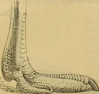 An illustration from A natural history of the animal kingdom : being a systematic and popular description of the habits, structure, and classification of animals, from the lowest to the highest forms. Arranged according to their organisation / by W. S. Dallas. (1860)