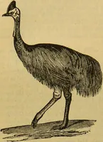 An illustration from A natural history of the animal kingdom : being a systematic and popular description of the habits, structure, and classification of animals, from the lowest to the highest forms. Arranged according to their organisation / by W. S. Dallas. (1860)