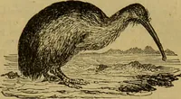 An illustration from A natural history of the animal kingdom : being a systematic and popular description of the habits, structure, and classification of animals, from the lowest to the highest forms. Arranged according to their organisation / by W. S. Dallas. (1860)