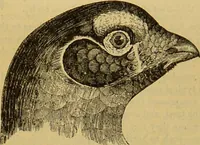 An illustration from A natural history of the animal kingdom : being a systematic and popular description of the habits, structure, and classification of animals, from the lowest to the highest forms. Arranged according to their organisation / by W. S. Dallas. (1860)