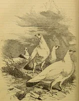 An illustration from A natural history of the animal kingdom : being a systematic and popular description of the habits, structure, and classification of animals, from the lowest to the highest forms. Arranged according to their organisation / by W. S. Dallas. (1860)