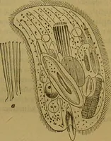 An illustration from A natural history of the animal kingdom : being a systematic and popular description of the habits, structure, and classification of animals, from the lowest to the highest forms. Arranged according to their organisation / by W. S. Dallas. (1860)