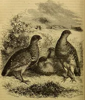 An illustration from A natural history of the animal kingdom : being a systematic and popular description of the habits, structure, and classification of animals, from the lowest to the highest forms. Arranged according to their organisation / by W. S. Dallas. (1860)