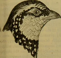 An illustration from A natural history of the animal kingdom : being a systematic and popular description of the habits, structure, and classification of animals, from the lowest to the highest forms. Arranged according to their organisation / by W. S. Dallas. (1860)
