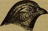 An illustration from A natural history of the animal kingdom : being a systematic and popular description of the habits, structure, and classification of animals, from the lowest to the highest forms. Arranged according to their organisation / by W. S. Dallas. (1860)