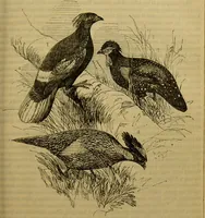 An illustration from A natural history of the animal kingdom : being a systematic and popular description of the habits, structure, and classification of animals, from the lowest to the highest forms. Arranged according to their organisation / by W. S. Dallas. (1860)