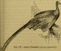An illustration from A natural history of the animal kingdom : being a systematic and popular description of the habits, structure, and classification of animals, from the lowest to the highest forms. Arranged according to their organisation / by W. S. Dallas. (1860)