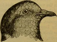An illustration from A natural history of the animal kingdom : being a systematic and popular description of the habits, structure, and classification of animals, from the lowest to the highest forms. Arranged according to their organisation / by W. S. Dallas. (1860)