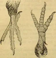 An illustration from A natural history of the animal kingdom : being a systematic and popular description of the habits, structure, and classification of animals, from the lowest to the highest forms. Arranged according to their organisation / by W. S. Dallas. (1860)