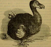 An illustration from A natural history of the animal kingdom : being a systematic and popular description of the habits, structure, and classification of animals, from the lowest to the highest forms. Arranged according to their organisation / by W. S. Dallas. (1860)