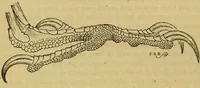 An illustration from A natural history of the animal kingdom : being a systematic and popular description of the habits, structure, and classification of animals, from the lowest to the highest forms. Arranged according to their organisation / by W. S. Dallas. (1860)