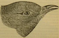 An illustration from A natural history of the animal kingdom : being a systematic and popular description of the habits, structure, and classification of animals, from the lowest to the highest forms. Arranged according to their organisation / by W. S. Dallas. (1860)