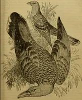An illustration from A natural history of the animal kingdom : being a systematic and popular description of the habits, structure, and classification of animals, from the lowest to the highest forms. Arranged according to their organisation / by W. S. Dallas. (1860)