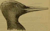 An illustration from A natural history of the animal kingdom : being a systematic and popular description of the habits, structure, and classification of animals, from the lowest to the highest forms. Arranged according to their organisation / by W. S. Dallas. (1860)
