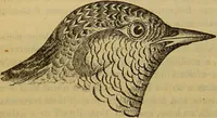 An illustration from A natural history of the animal kingdom : being a systematic and popular description of the habits, structure, and classification of animals, from the lowest to the highest forms. Arranged according to their organisation / by W. S. Dallas. (1860)