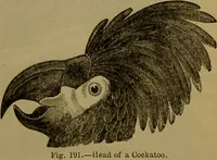 An illustration from A natural history of the animal kingdom : being a systematic and popular description of the habits, structure, and classification of animals, from the lowest to the highest forms. Arranged according to their organisation / by W. S. Dallas. (1860)