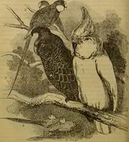 An illustration from A natural history of the animal kingdom : being a systematic and popular description of the habits, structure, and classification of animals, from the lowest to the highest forms. Arranged according to their organisation / by W. S. Dallas. (1860)