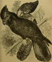 An illustration from A natural history of the animal kingdom : being a systematic and popular description of the habits, structure, and classification of animals, from the lowest to the highest forms. Arranged according to their organisation / by W. S. Dallas. (1860)