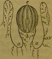 An illustration from A natural history of the animal kingdom : being a systematic and popular description of the habits, structure, and classification of animals, from the lowest to the highest forms. Arranged according to their organisation / by W. S. Dallas. (1860)