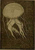 An illustration from A natural history of the animal kingdom : being a systematic and popular description of the habits, structure, and classification of animals, from the lowest to the highest forms. Arranged according to their organisation / by W. S. Dallas. (1860)
