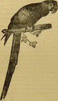 An illustration from A natural history of the animal kingdom : being a systematic and popular description of the habits, structure, and classification of animals, from the lowest to the highest forms. Arranged according to their organisation / by W. S. Dallas. (1860)
