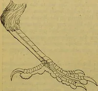 An illustration from A natural history of the animal kingdom : being a systematic and popular description of the habits, structure, and classification of animals, from the lowest to the highest forms. Arranged according to their organisation / by W. S. Dallas. (1860)