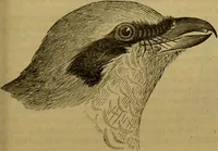 An illustration from A natural history of the animal kingdom : being a systematic and popular description of the habits, structure, and classification of animals, from the lowest to the highest forms. Arranged according to their organisation / by W. S. Dallas. (1860)