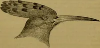 An illustration from A natural history of the animal kingdom : being a systematic and popular description of the habits, structure, and classification of animals, from the lowest to the highest forms. Arranged according to their organisation / by W. S. Dallas. (1860)