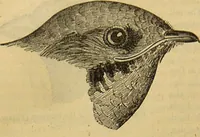 An illustration from A natural history of the animal kingdom : being a systematic and popular description of the habits, structure, and classification of animals, from the lowest to the highest forms. Arranged according to their organisation / by W. S. Dallas. (1860)