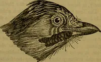 An illustration from A natural history of the animal kingdom : being a systematic and popular description of the habits, structure, and classification of animals, from the lowest to the highest forms. Arranged according to their organisation / by W. S. Dallas. (1860)