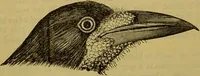 An illustration from A natural history of the animal kingdom : being a systematic and popular description of the habits, structure, and classification of animals, from the lowest to the highest forms. Arranged according to their organisation / by W. S. Dallas. (1860)