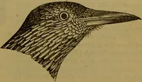 An illustration from A natural history of the animal kingdom : being a systematic and popular description of the habits, structure, and classification of animals, from the lowest to the highest forms. Arranged according to their organisation / by W. S. Dallas. (1860)