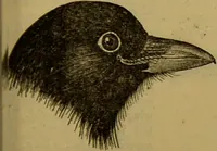 An illustration from A natural history of the animal kingdom : being a systematic and popular description of the habits, structure, and classification of animals, from the lowest to the highest forms. Arranged according to their organisation / by W. S. Dallas. (1860)