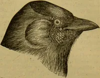 An illustration from A natural history of the animal kingdom : being a systematic and popular description of the habits, structure, and classification of animals, from the lowest to the highest forms. Arranged according to their organisation / by W. S. Dallas. (1860)