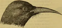 An illustration from A natural history of the animal kingdom : being a systematic and popular description of the habits, structure, and classification of animals, from the lowest to the highest forms. Arranged according to their organisation / by W. S. Dallas. (1860)