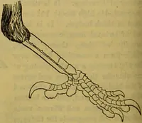 An illustration from A natural history of the animal kingdom : being a systematic and popular description of the habits, structure, and classification of animals, from the lowest to the highest forms. Arranged according to their organisation / by W. S. Dallas. (1860)