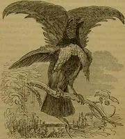 An illustration from A natural history of the animal kingdom : being a systematic and popular description of the habits, structure, and classification of animals, from the lowest to the highest forms. Arranged according to their organisation / by W. S. Dallas. (1860)