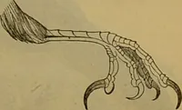 An illustration from A natural history of the animal kingdom : being a systematic and popular description of the habits, structure, and classification of animals, from the lowest to the highest forms. Arranged according to their organisation / by W. S. Dallas. (1860)