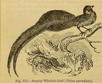 An illustration from A natural history of the animal kingdom : being a systematic and popular description of the habits, structure, and classification of animals, from the lowest to the highest forms. Arranged according to their organisation / by W. S. Dallas. (1860)