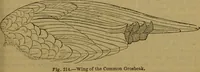 An illustration from A natural history of the animal kingdom : being a systematic and popular description of the habits, structure, and classification of animals, from the lowest to the highest forms. Arranged according to their organisation / by W. S. Dallas. (1860)