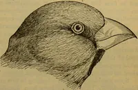 An illustration from A natural history of the animal kingdom : being a systematic and popular description of the habits, structure, and classification of animals, from the lowest to the highest forms. Arranged according to their organisation / by W. S. Dallas. (1860)