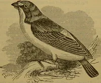 An illustration from A natural history of the animal kingdom : being a systematic and popular description of the habits, structure, and classification of animals, from the lowest to the highest forms. Arranged according to their organisation / by W. S. Dallas. (1860)